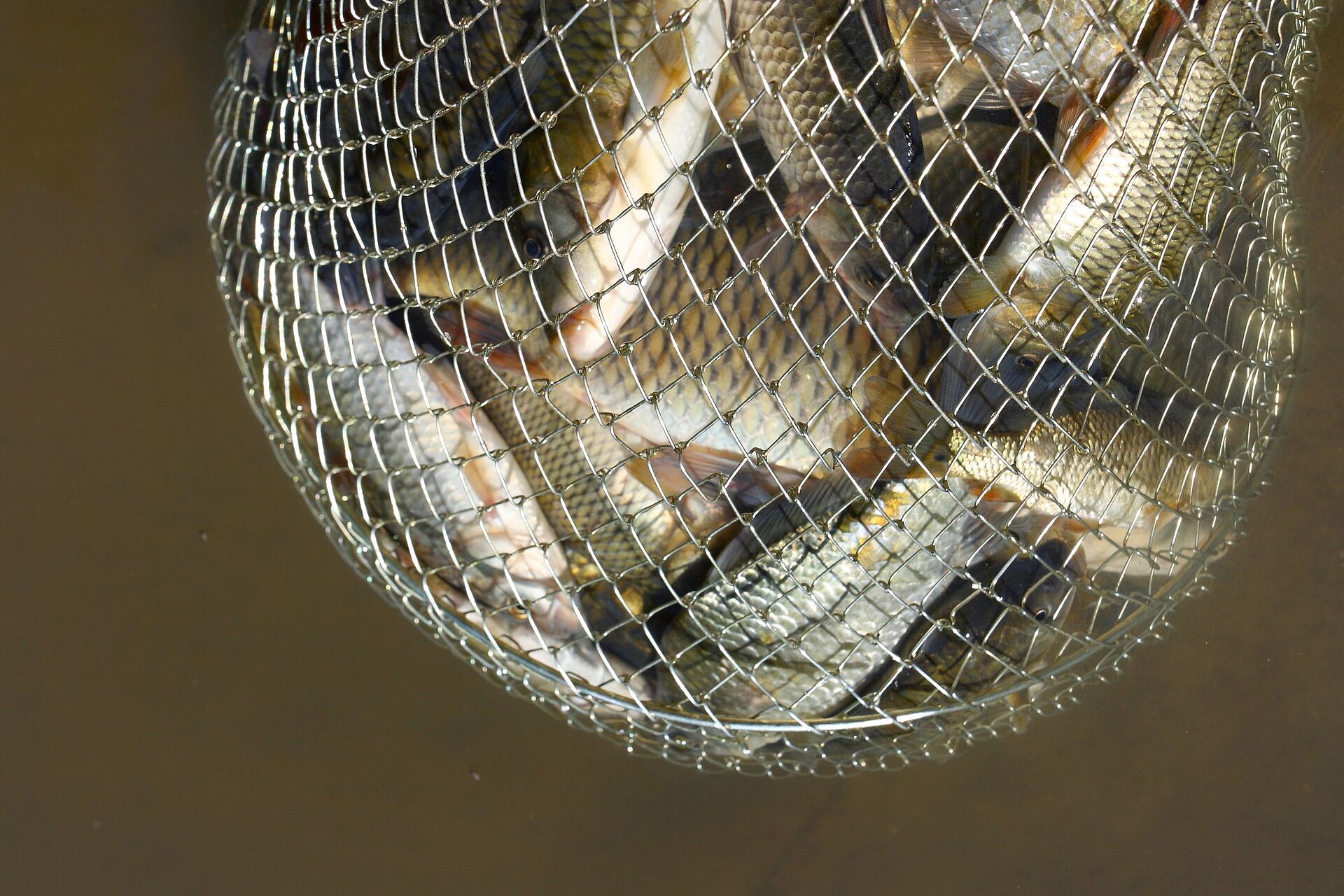 Fische im Netz